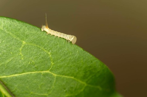 Caterpillar of the death's-head hawkmoth (Acherontia atropos) in the younger caterpillar stage,