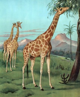 Giraffes in Serengeti, Africa, giraffes in a savanna landscape with mountains in the background and