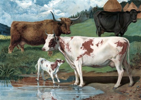 Cows, various species, in the pasture at a waterhole, cows and a calf in a meadow by the water, a