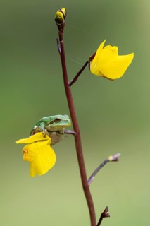 European tree frog (Hyla arborea), Zandvort, Netherlands