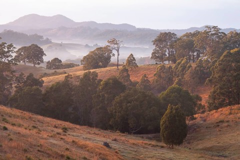 Typical Australian cultural landscape with eucalyptus trees and grazing cattle on a pasture. Early