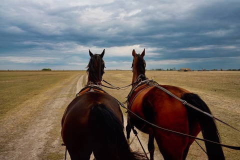 View over two Horses pulling a cart in the puszta, Hungary