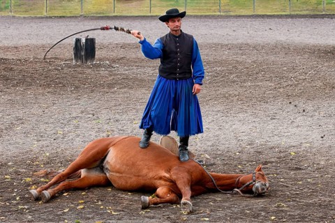 Obedience demonstration between a man and his horse, Puszta, Hungary
