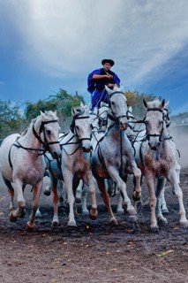 Riding demonstration, Rider standing on the last two horses of a galloping horse team, Puszta,
