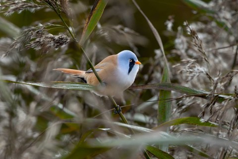 A bearded tit (Panurus biarmicus) male in typical habitat, reed dweller, Denmark