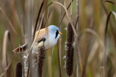 A male bearded tit (Panurus biarmicus) sits on a cattail and eats its seeds, reed dweller, Denmark