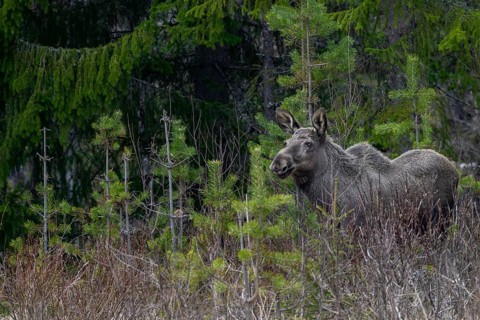 The one-year-old moose calf (Alces alces) usually stays with the mother for a year and is expelled