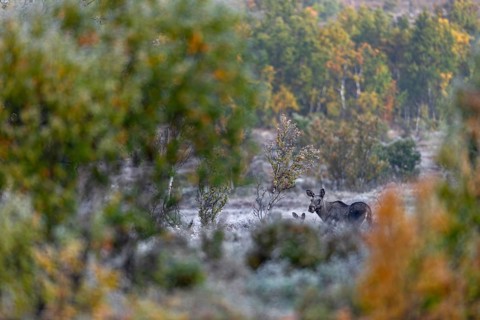 A moose cow (Alces alces) with calf in September, a few days in front of the start of the rut,
