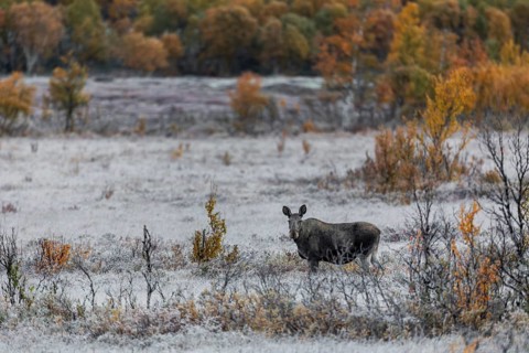 Temperatures below freezing can already be expected in Norway in September and, with a lot of luck,