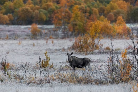 A cow moose (Alces alces) in the early morning in an autumn landscape with hoarfrost, rutting