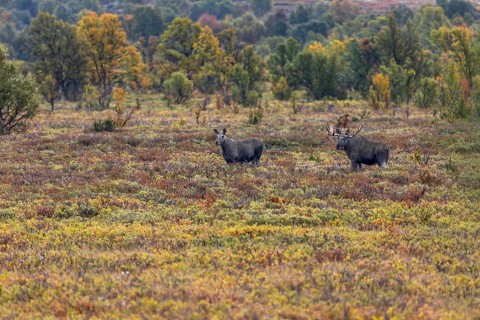 The moose bull (Alces alces) shows a clear interest in the moose cow, which is not yet in heat,