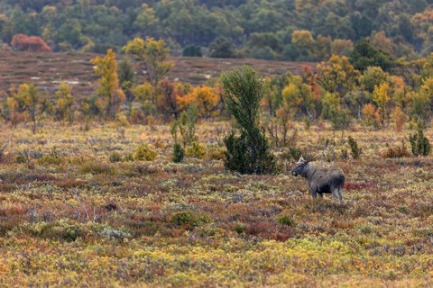 A nearby cow moose (Alces alces) arouses the interest of the young bull moose, rutting season,