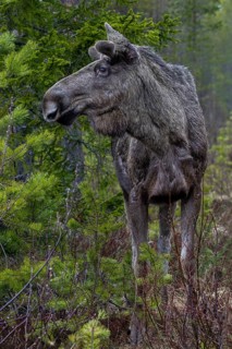Despite the really short photo distance of a few metres, the bull moose (Alces alces) remained