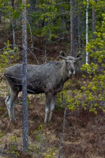 A bull moose (Alces alces) in the Swedish taiga, May, Sweden