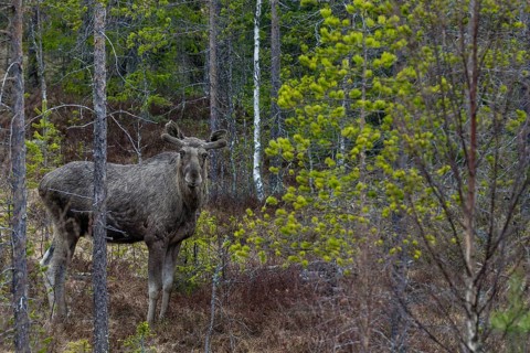 A bull moose (Alces alces) in the Swedish taiga, May, Sweden