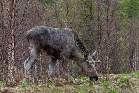 The bull moose (Alces alces) in the bast grazing the first fresh greenery along the roadside, May,