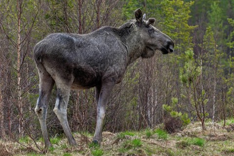 The bull moose (Alces alces) grows new antlers, May, Sweden