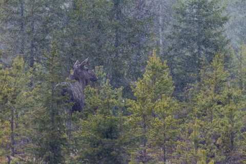 The heavy rain shower does not seem to bother the moose (Alces alces), May, thunderstorm, Sweden