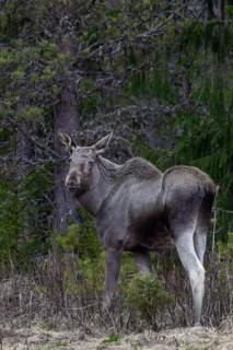 While the cow moose (Alces alces) retreats into the undergrowth as soon as I arrive, the calf