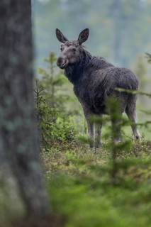 In the late afternoon, the young bull moose (Alces alces) becomes active again and starts looking