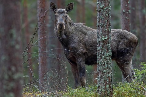 Young bull moose (Alces alces) looking attentively at the photographer, May, Sweden