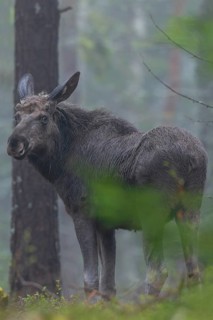 A young bull moose (Alces alces) in Sweden, May, Sweden