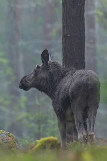 The young bull moose (Alces alces) grows its first antlers, recognisable by the small bump between