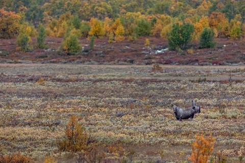 A last year's male moose (Alces alces) has joined a slightly older bull moose, such behaviour is