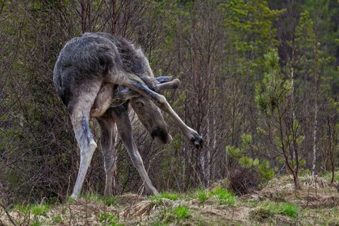 With its antlers, the bull moose (Alces alces) can also scratch itself in hard-to-reach places,