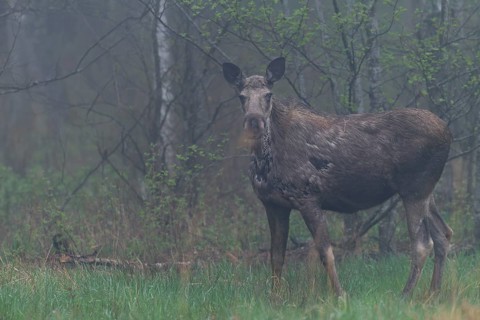 A moose cow (Alces alces) grazing the fresh grass on a forest meadow in the early morning, May,