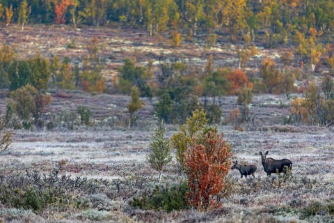 A moose cow (Alces alces) with calf in Norwegian autumn landscape, rutting season, Ruska, autumn,