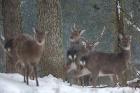 Sika deer herd (Cervus nippon) in the winter forest, subspecies Manchurian sika deer, winter,
