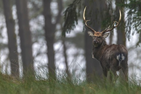 A sika deer (Cervus nippon) standing securely at the edge of the forest, subspecies Manchurian sika