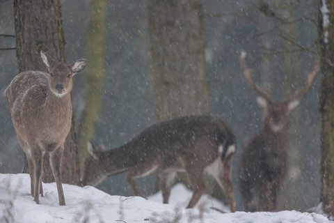 While some females lose interest, the sika deer (Cervus nippon) remains alert, subspecies