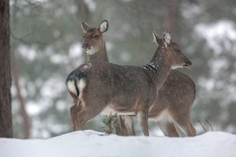 Snow and cold are no problem for the two sika deer (Cervus nippon) females, subspecies Manchurian