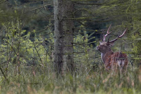 A sika deer (Cervus nippon) with velvet antlers standing securely in the forest, subspecies
