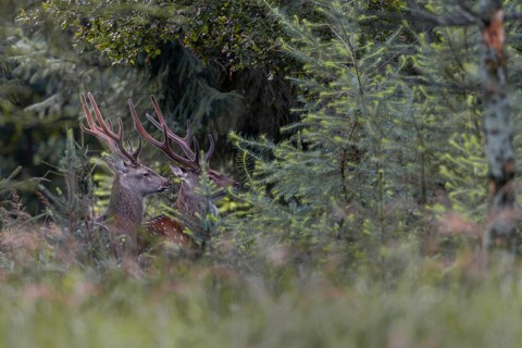 Two sika deer (Cervus nippon) in velvet standing securely in the forest, subspecies Manchurian sika