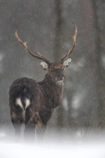Sika deer (Cervus nippon) in the snow, subspecies Manchurian sika deer, winter, snowfall, cold,
