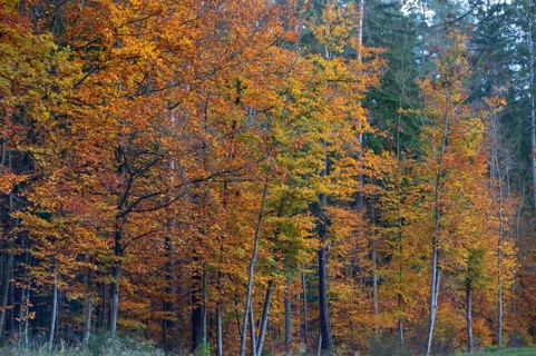 Autumnal beeches (Fagus), Gräfenberg, Upper Franconia, Bavaria, Germany