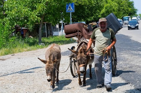 A man leads two donkeys pulling a cart along a rural road, Badiauri, Kakheti region, Georgia