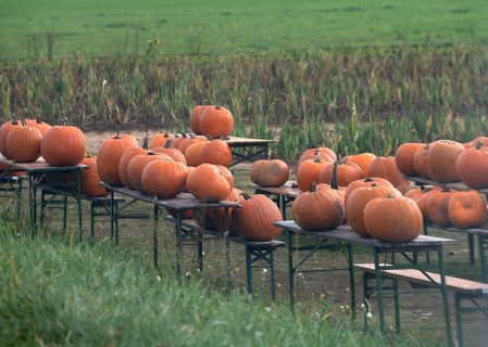 Offered pumpkins (Cucurbita) on beer tables on the street, Erlangen, Middle Franconia, Bavaria,