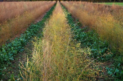 Asparagus (Asparagus officinalis) in autumn colour, Eckental, Middle Franconia, Bavaria, Germany