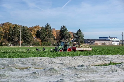 Radish harvest in Knoblauchsland, largest contiguous vegetable growing region in Germany,