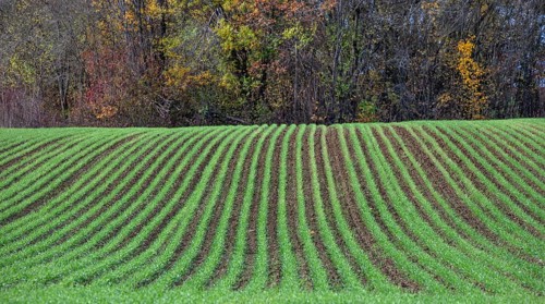 Winter wheat sprouting in rows, Eckental, Middle Franconia, Bavaria, Germany