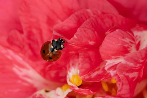 Seven-spot ladybird or ladybug (Coccinella septempunctata) adult insect on a garden Camellia flower