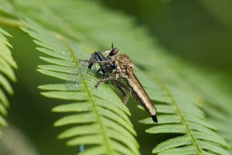 Kite-tailed robberfly (Machimus atricapillus) adult insect eating a damselfly on a fern leaf in