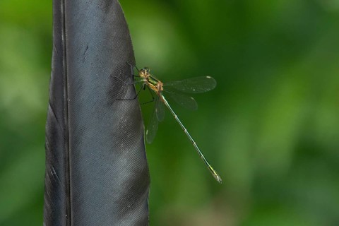 Emerald damselfly (Lestes sponsa) adult insect resting on a bird feather in summer, England, United