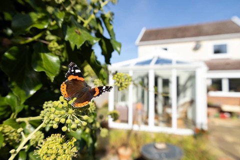 Red admiral butterfly (Vanessa atalanta) adult insect feeding on Ivy flowers in a garden with a