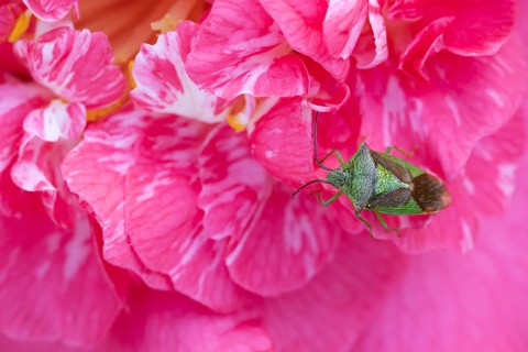 Hawthorn shieldbug (Acanthosoma haemorrhoidale) adult insect on a garden Camellia flower in