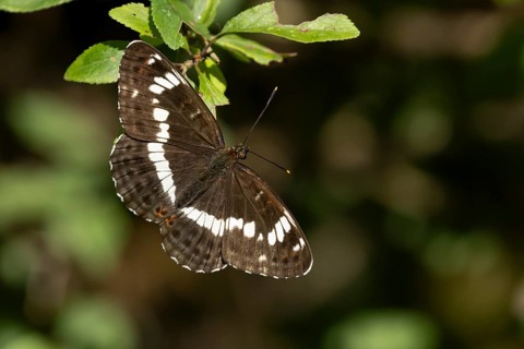 White admiral butterfly (Limenitis camilla) adult insect on a tree leaf in a woodland in summer,